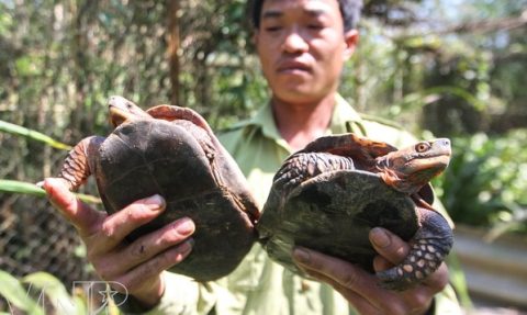 parc national de Pu Mat au Vietnam