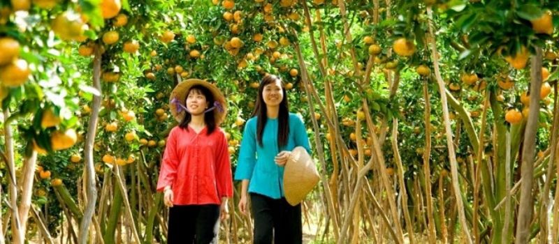 Le jardin fruitier de Vinh Kim