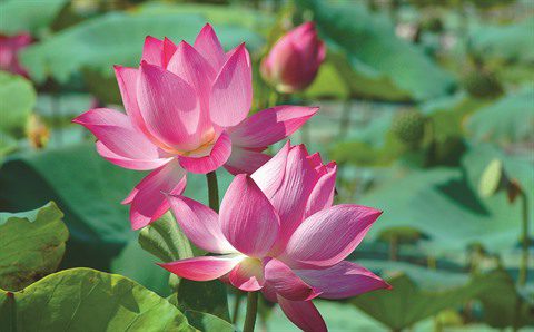  Symboles de la culture vietnamienne à travers l'histoire et significations