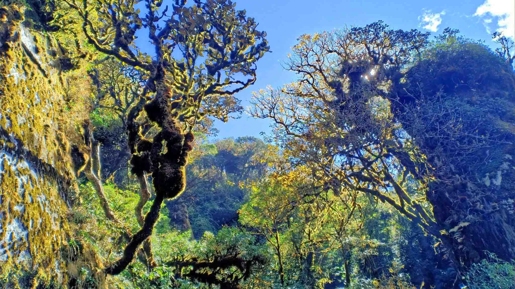 Ta Lien Son, la 6ème plus haute montagne du Vietnam ( 2 996 m ) : guide de voyage