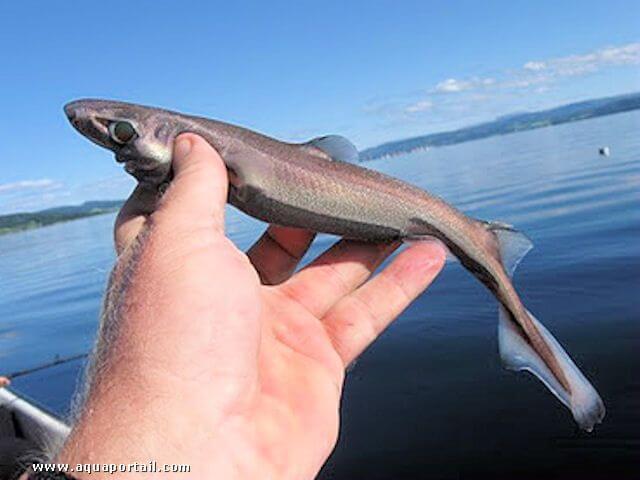 Requin pygmée