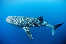 Y a-t-il des requins au Vietnam ? Types de requins agressifs au Viêt Nam requins-baleines