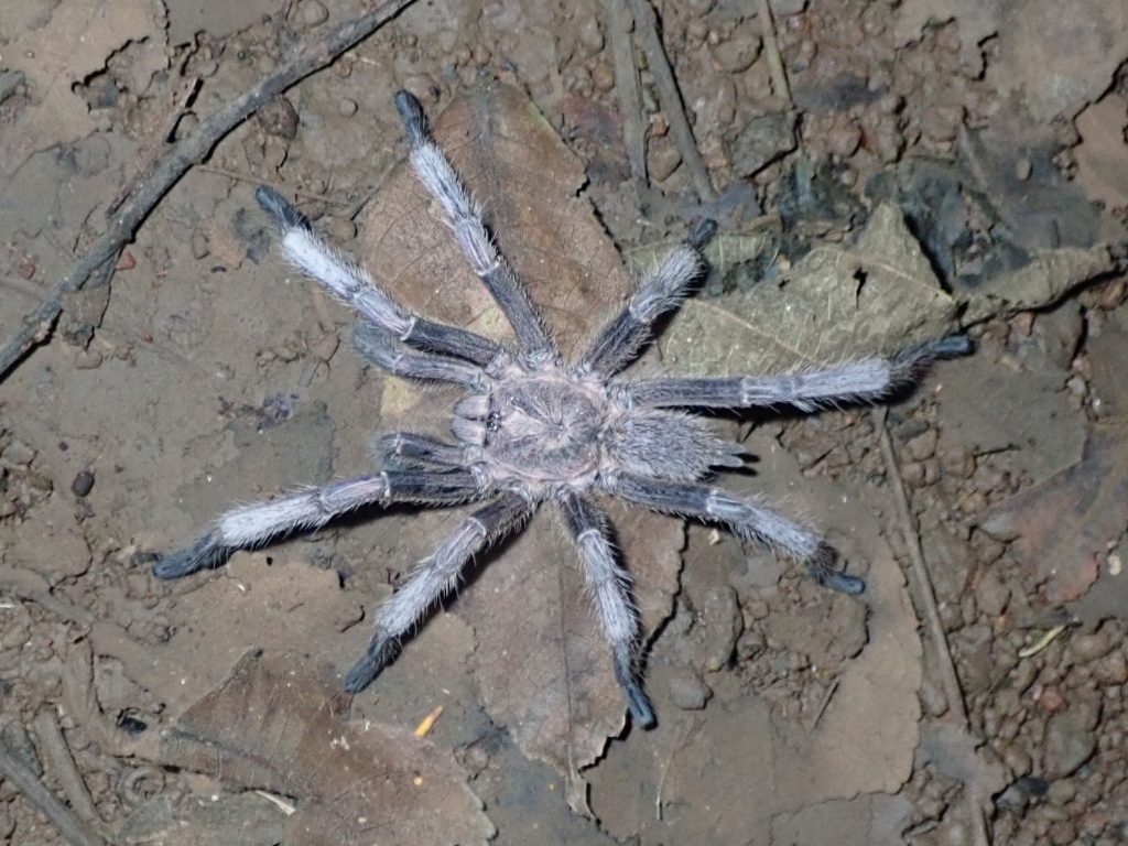 Tarentule du Vietnam (Chilobrachys dyscolus)