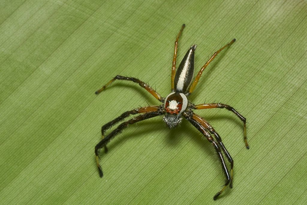 Araignée sauteuse à deux bandes (Telamonia dimidiata)