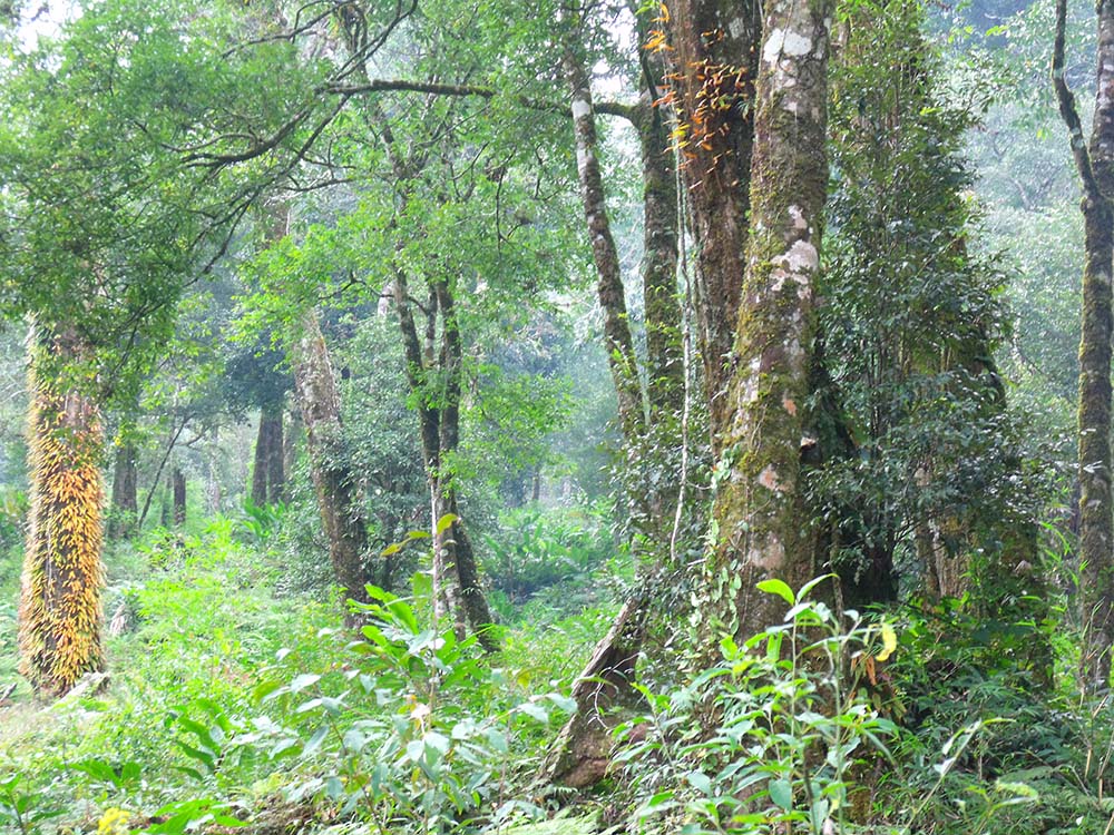 parc national de Hoang Lien parc national de Hoang Lien