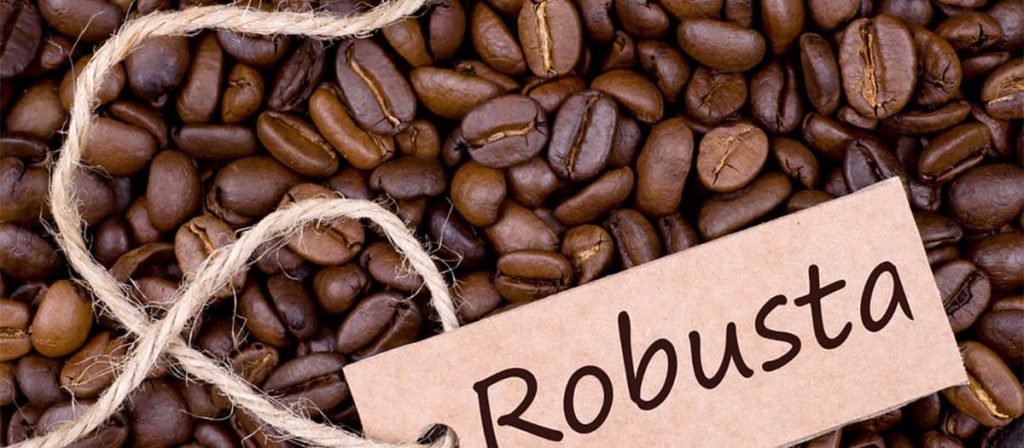 Café Robusta Vietnam : Origine et caractéristiques du café robusta
