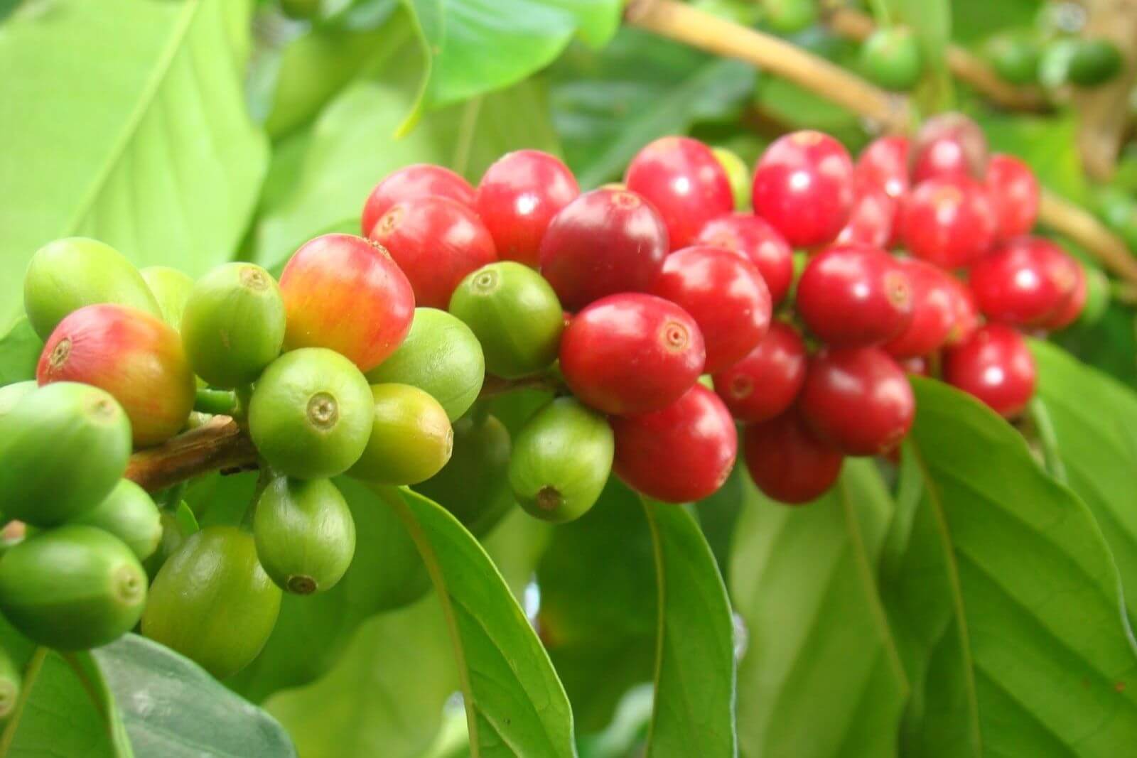 Le Vietnam produit-il du café Arabica ? Questions et réponses sur le café arabica au Vietnam