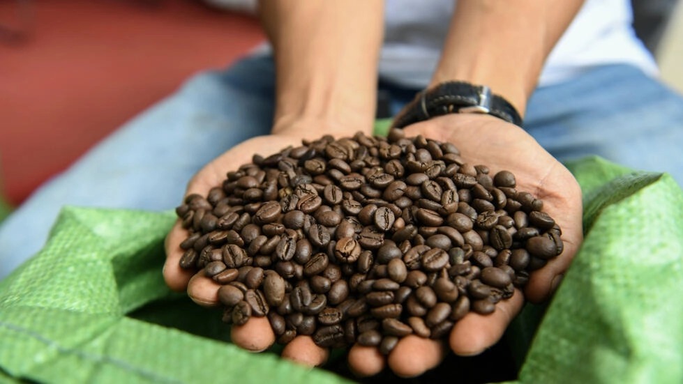 Café Robusta Vietnam : Origine et caractéristiques du café robusta