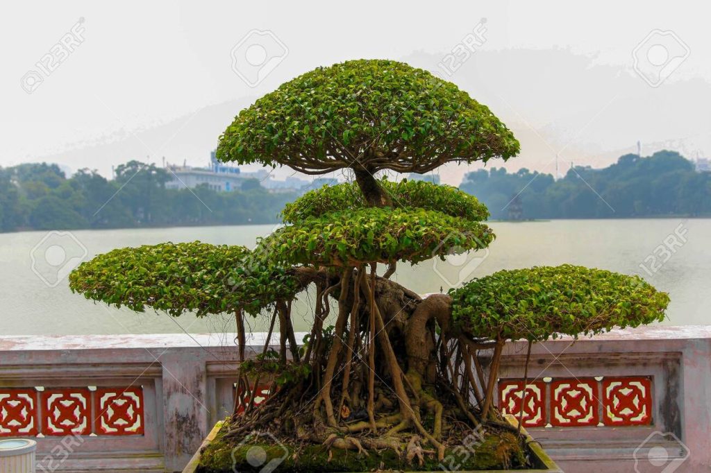 Bonsaïs au Vietnam
