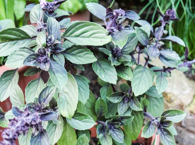 Le basilic Herbes vietnamiennes les plus courantes dans la cuisine et médécine vietnamienne