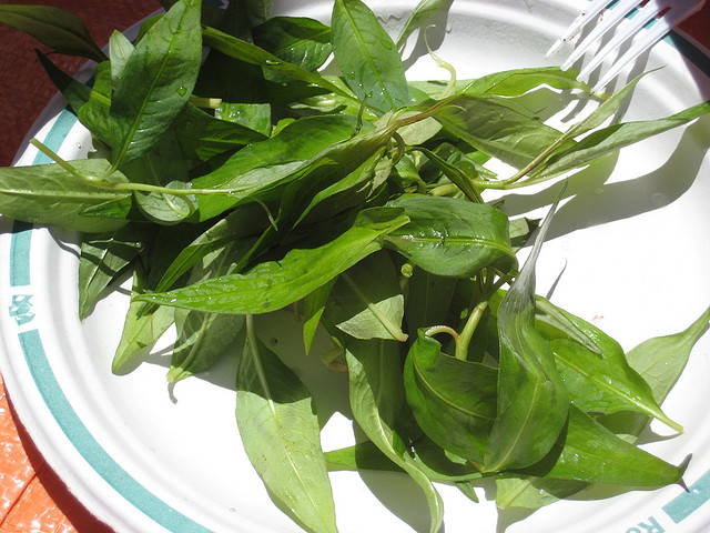 Les feuilles de laksa