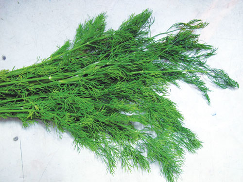 Herbes vietnamiennes les plus courantes dans la cuisine et médécine vietnamienne