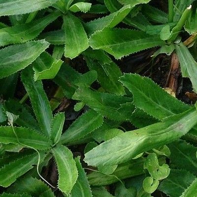 coriandre chinoise Herbes vietnamiennes les plus courantes dans la cuisine et médécine vietnamienne