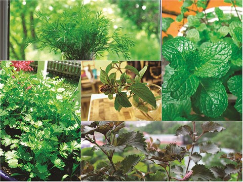 herbes vietnamiennes les plus courantes