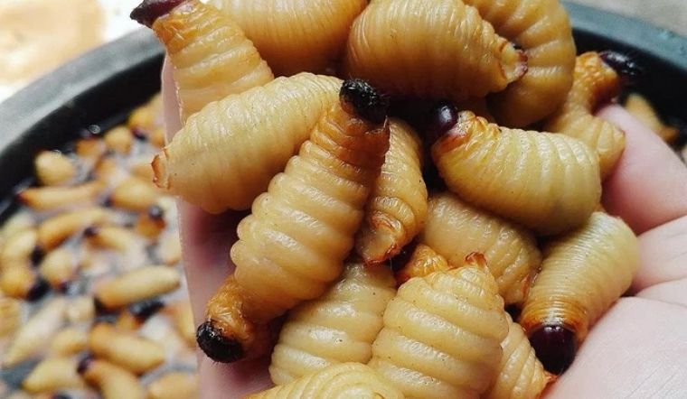 Plats et aliments vietnamiens les plus étranges - plats vietnamiens inhabituels