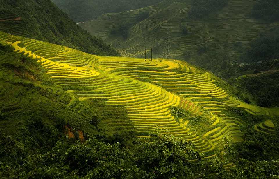 Rizières en terrasse de Sapa
