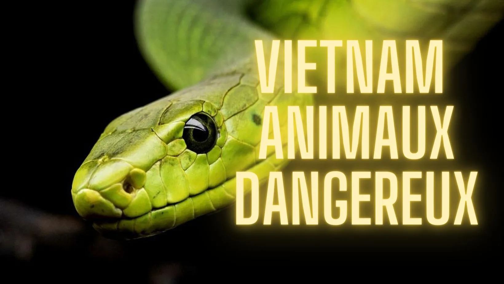 11 Animaux Dangereux et Mortels au Vietnam
