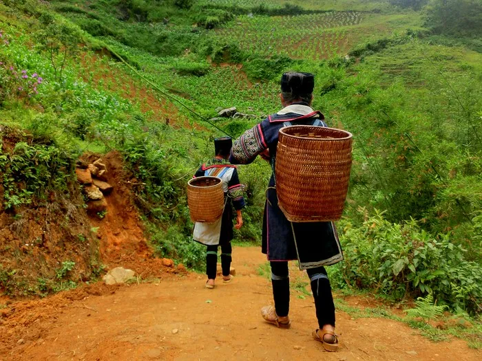 Faut-il faire un trekking à Sapa sans guide ou non ? Randonnée Sapa 5 Jours Trek Niveau soutenu avec guide francophone: Vallée de Muong Hoa et Vallée de Ban Ho