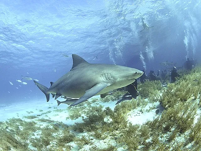 requins au Vietnam