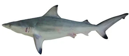 Y a-t-il des requins au Vietnam ? Types de requins agressifs au Viêt Nam Requin gracieux