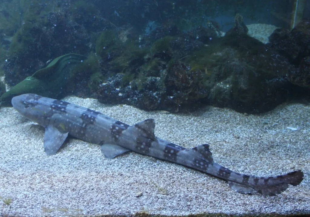 Y a-t-il des requins au Vietnam ? Types de requins agressifs au Viêt Nam requin bambou à taches blanches