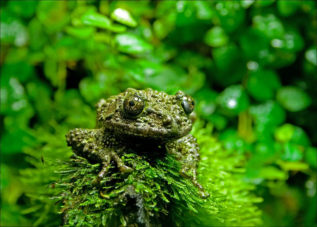 grenouille mousse du Viêt Nam