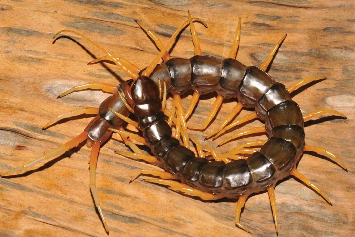 Mille-pattes géant du Vietnam