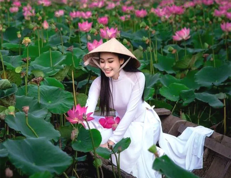 lotus, la fleur nationale du Viêt Nam