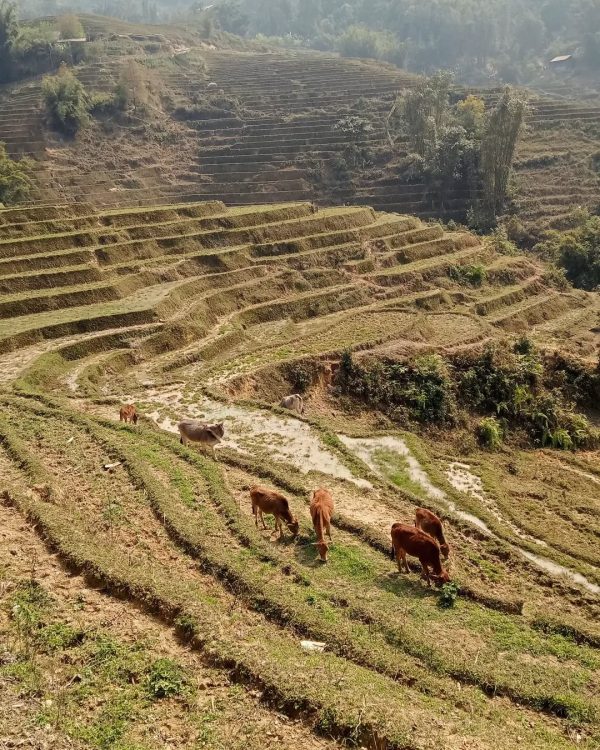 Photo by guide francophone sapa hagiang